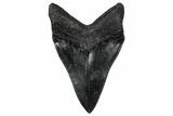 Serrated, Fossil Megalodon Tooth - South Carolina #301824-1